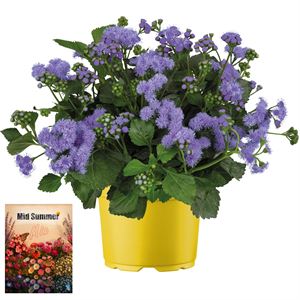 Afbeelding van Ms P12 Ageratum Monarch magic